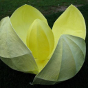lotus,0.90x0.50m,2009